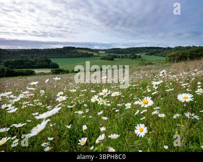 Große Anzahl von Gänseblümchen im Vordergrund in der Sommerlandschaft mit Bauernhof in der ländlichen englischen Grafschaft kent Stockfoto