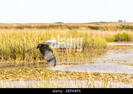Großer blauer Reiher, der über die Sümpfe der Everglades fliegt. Stockfoto