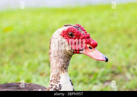 Portrait-Nahaufnahme des Seitenprofils einer Moschusente Stockfoto
