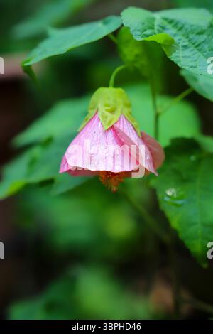 Nahaufnahme der glockenförmigen rosafarbenen Abutilon-Blüte (Abutilon pictum), auch bekannt als blühender Ahorn, chinesische Laterne oder Indische Malve, mit kleinen Tau-Tropfen Stockfoto