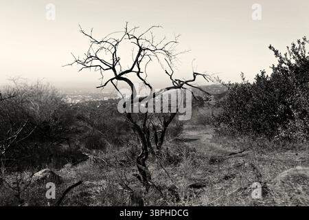 Landschaft entlang der Wanderwege des Griffith Park in Los Angeles Stockfoto