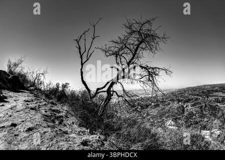 Landschaft entlang der Wanderwege des Griffith Park in Los Angeles Stockfoto