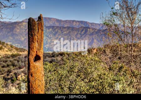 Landschaft entlang der Wanderwege des Griffith Park in Los Angeles Stockfoto