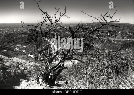 Landschaft entlang der Wanderwege des Griffith Park in Los Angeles Stockfoto