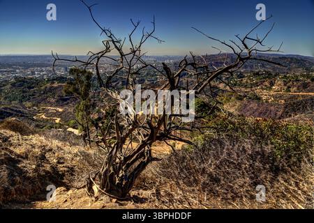 Landschaft entlang der Wanderwege des Griffith Park in Los Angeles Stockfoto