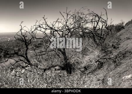 Landschaft entlang der Wanderwege des Griffith Park in Los Angeles Stockfoto