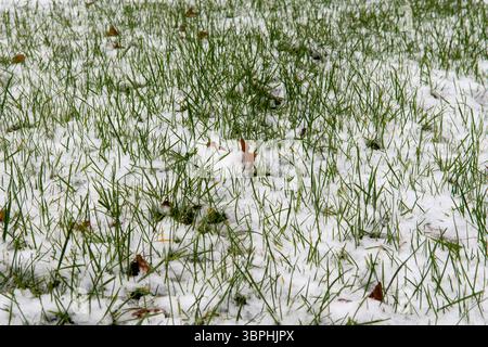 Eine Schar Möwen steht im Gras. Winter Stockfoto
