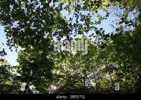 Sonnenlicht, das durch das grüne Laubdach in einem Quellwald bei Wasserburg am Inn filtert Stockfoto