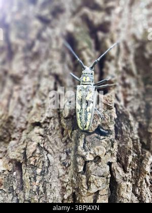 Longhorn Käfer auf Baumrinde Makro, natürliche Tarndetails Stockfoto