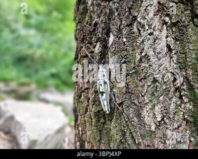 Longhorn Beetle on Tree Bark Macro - natürliche Tarnung in Forest Habitat Stockfoto