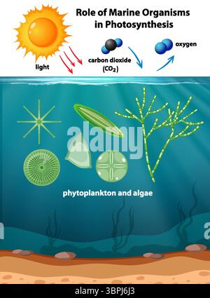 Illustration der marinen Photosynthese mit Phytoplankton und Algen. Umfasst Sonnenlicht, Kohlendioxid und Sauerstoffaustausch in leuchtenden Farben Stock Vektor
