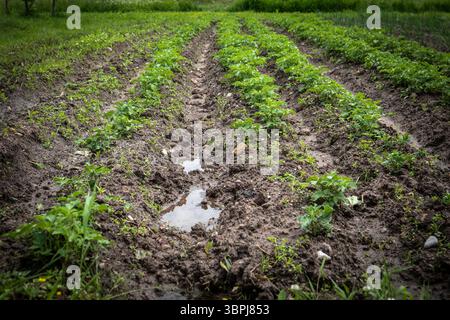 Junge Kartoffelpflanzen wachsen in ordentlichen Reihen auf einem feuchten, bebauten Gartenfeld. Stockfoto