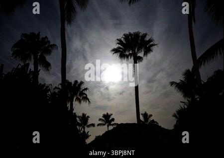 Mondschein und Palmen in Silhouette in Wailea auf der hawaiianischen Insel Maui Stockfoto