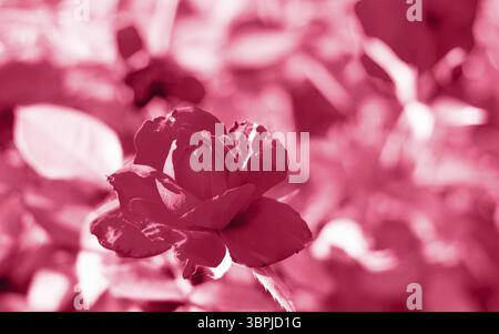 Rote Rosen im Garten der roten Rosen. Naturhintergrund. Trendige Farbe des Jahres 2023 - Viva Magenta Stockfoto