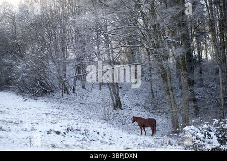 Pferd in der Winterszene draußen auf verschneiten Wiesen Stockfoto