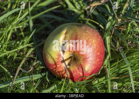 Nahaufnahme eines einzelnen, gefallenen, reifen und leicht faulen Apfels mit einer Fliege Stockfoto