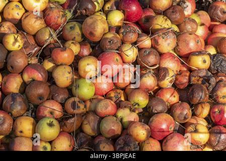 Nahaufnahme gefalteter, gefallener, reifer und verfaulter Äpfel Stockfoto