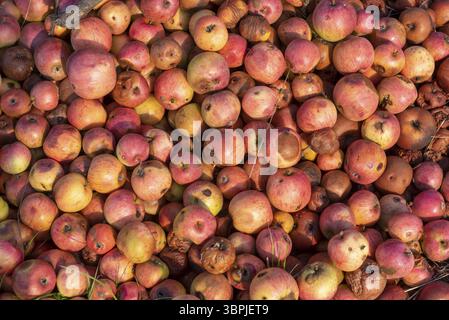 Nahaufnahme gefalteter, gefallener, reifer und verfaulter Äpfel Stockfoto