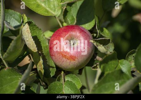 Nahaufnahme eines einzelnen roten und reifen Apfels auf einem Baum mit Laub und Ast Stockfoto
