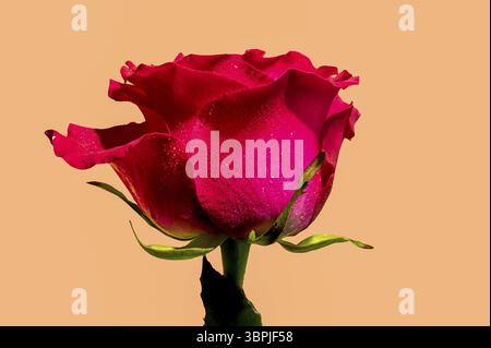 Schöne rote Teerose isoliert auf gelbem Hintergrund. Blumenkopf Nahaufnahme, Odessa, Ukraine, Europa Stockfoto