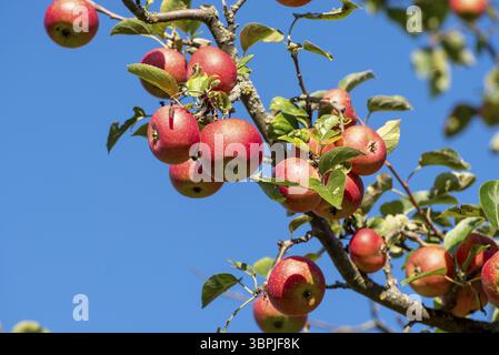 Reife, rote Äpfel, die kurz vor der Ernte an einem Ast eines Apfelbaums hängen, bei einem blauen, wolkenlosen Himmel Stockfoto