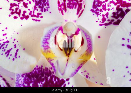 Makroaufnahme der Orchideenblume mit weiß-violetten Blüten, das Pistil im selektiven Fokus, Frankfurt am Main, Deutschland, Europa Stockfoto
