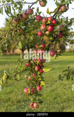 Reife, rote Äpfel hängen an einem Apfelbaum in der Sonne Stockfoto