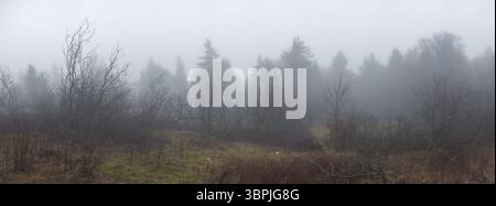 Panoramaaufnahme der nebelbedeckten, frostigen Baumlandschaft auf dem Großen Feldberg, Taunus, Hessen, Schmitten, Deutschland, Europa Stockfoto
