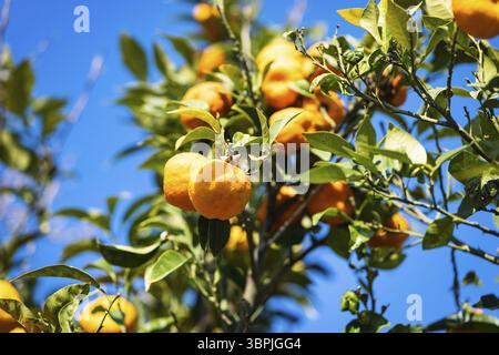 Mandarinenorange, auch als Mandarine oder Mandarine bekannt, ist eine kleine Zitrusfrucht. Mandarinen-Orangenbaum, Bio-Landwirtschaft Stockfoto