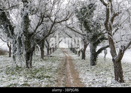 Ein Pfad durch einen schneebedeckten Apfelgarten im Winter Stockfoto