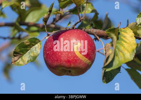 Nahaufnahme eines einzelnen roten und reifen Apfels auf einem Baum mit Laub und Ast Stockfoto