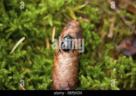 Walddungkäfer (Anoplotrupes stercorosus) - kleiner Schwarzkäfer im Wald Stockfoto