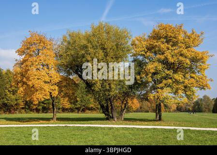 Bäume und Baumkronen eines herbstlichen, einsamen, idyllischen Laubwaldes mit Wiese im warmen Nachmittagslicht der Sonne, Frankfurt am Main, Deutschland, Stockfoto