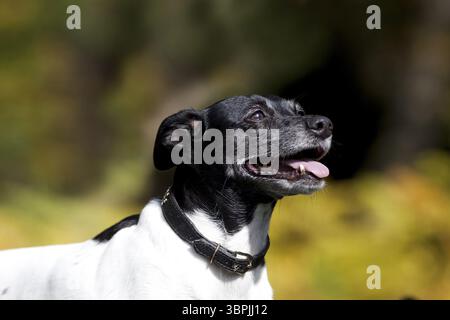 Niedliches kleines Hundeporträt draußen im Park Stockfoto