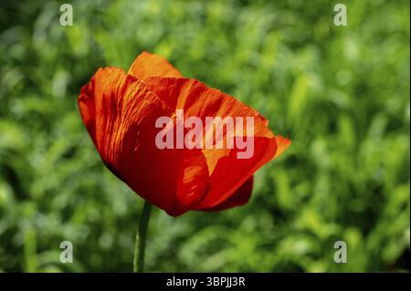 Schöne blühende rote Mohnblume in einem Garten auf grünem Laubhintergrund, Odessa, Ukraine, Europa Stockfoto