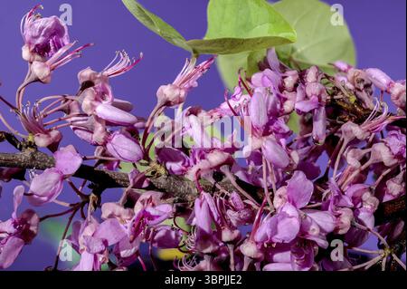 Schöne blühende rosa Blüten von Cercis siliquastrum oder Judas Baum auf einem lila Hintergrund. Blumenkopf Nahaufnahme, Odessa, Ukraine, Europa Stockfoto