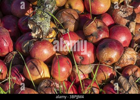 Nahaufnahme gefalteter, gefallener, reifer und verfaulter Äpfel Stockfoto