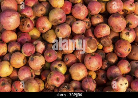 Nahaufnahme gefalteter, gefallener, reifer und verfaulter Äpfel Stockfoto