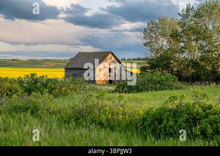 Eine verlassene Scheune auf den Prärien in Saskatchewan mit einem Rapsfeld im Hintergrund Stockfoto