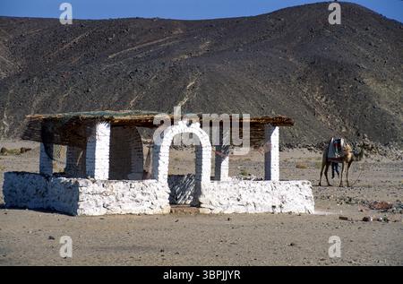 Historisches Farbfoto eines einsamen Kamels mit verlassenen Beduinenhütten in der Wüste, Ägypten, Afrika Stockfoto