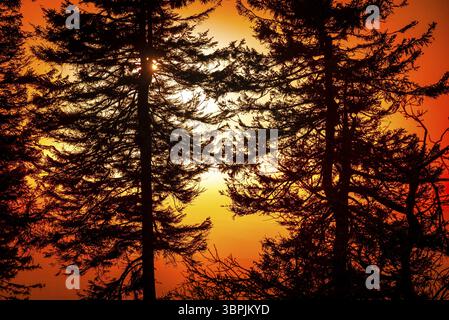 Die untergehende Sonne hinter den Silhouetten von Kiefern, unter einem stimmungsvollen orange-gelben Himmel Stockfoto