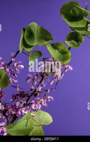 Schöne blühende rosa Blüten von Cercis siliquastrum oder Judas Baum auf einem lila Hintergrund. Blumenkopf Nahaufnahme, Odessa, Ukraine, Europa Stockfoto