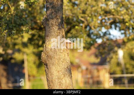 Stammverfallspilz, Fomitopsis pinicola, Rotgürtelkonk Stockfoto