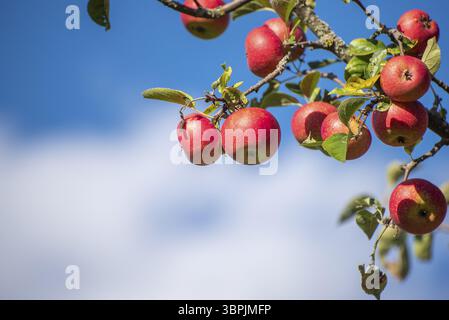 Reife, rote Äpfel hängen an einem Apfelbaum in der Sonne Stockfoto