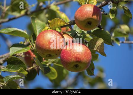 Reife, rote Äpfel hängen an einem Apfelbaum in der Sonne Stockfoto