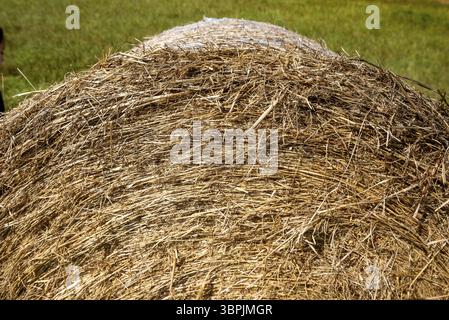 Detailansicht der Kante eines gepressten Rundballens Heu Stockfoto