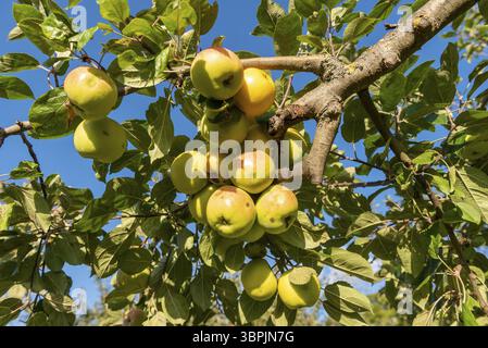 Reife, gelb-grüne Äpfel hängen an einem Apfelbaum in der Sonne Stockfoto