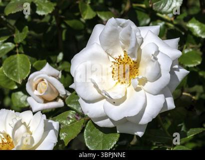 Schöne blühende weiße Rose in einem Garten auf grünem Laubhintergrund, Odessa, Ukraine, Europa Stockfoto