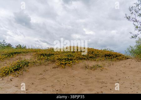 Eine Sanddüne bedeckt mit gelben Blumen und der Hintergrund ist ein bewölkter Himmel mit einigen grünen Pflanzen auf beiden Seiten. Stockfoto