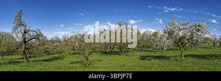 Panoramaaufnahme einer Wiese im Frühling mit Sonnenschein und schönem Wetter mit blühenden Kirschen-, Apfel- und anderen Obstbäumen und einer klaren wolkendecke Stockfoto